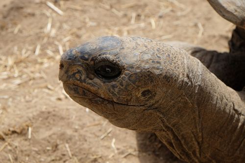 turtle head close up