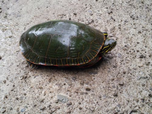 turtle nature aquatic