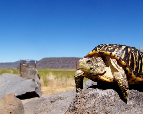 turtle reptile rock