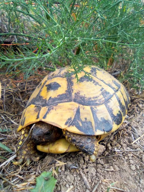 turtle mediterranean tortoise montsant