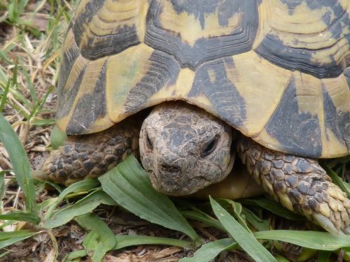 turtle mediterranean tortoise detail