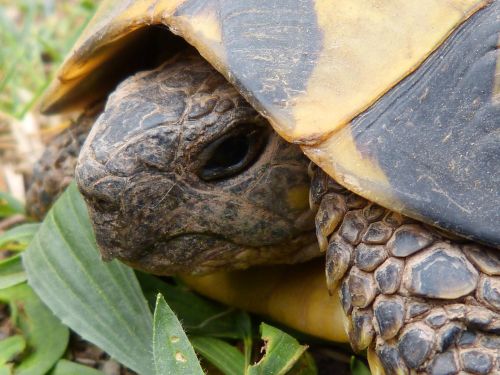 turtle mediterranean tortoise detail