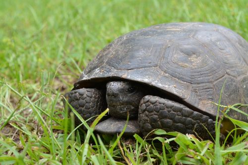 turtle grass animal