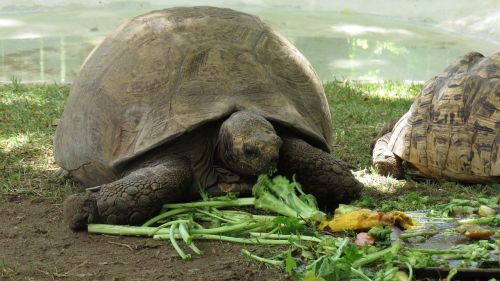 turtle meal lunch