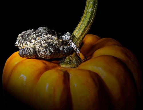 turtle pumpkin ring
