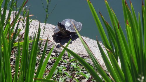 Turtle By Lake