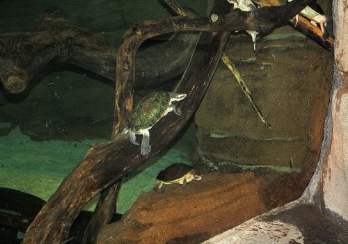 Turtle Resting On Tree Limb