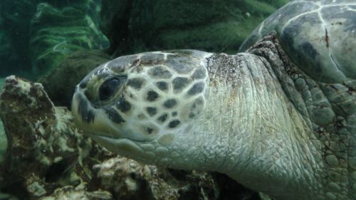 Turtle Underwater