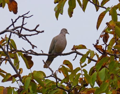 turtledove walnut bird
