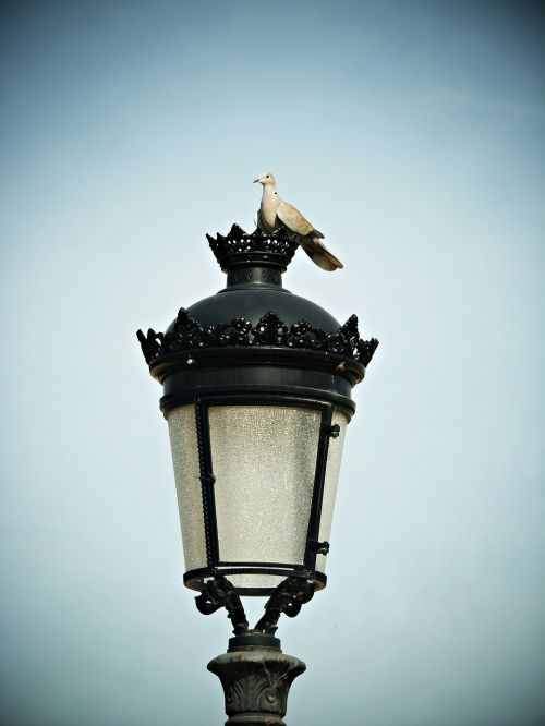 turtledove street lamp sky