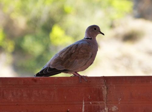 turtledove ave bird