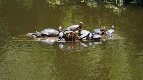 turtles reptiles water animal