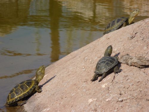 turtles reptile carapace