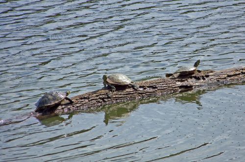 Turtles