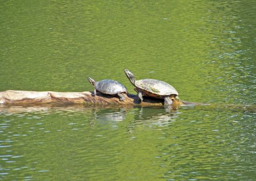 Turtles