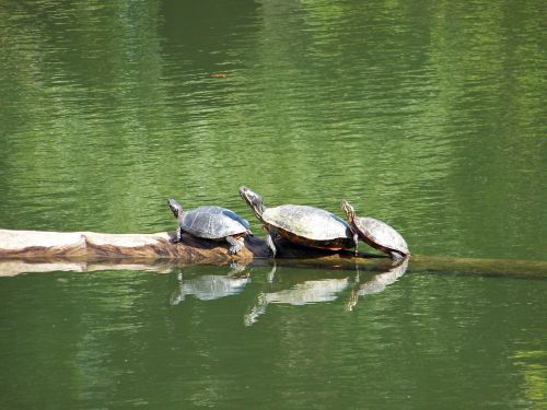 Turtles