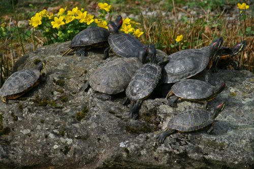 turtles red-eared slider reptile