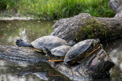 turtles log water
