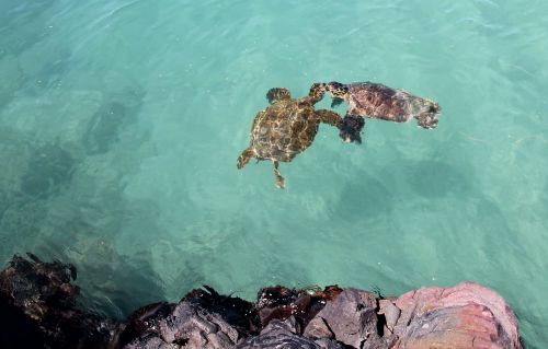 turtles love sea