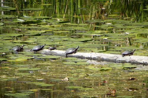 turtles lily pads log