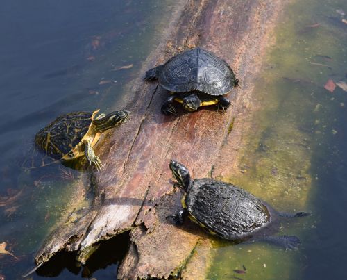turtles pond log