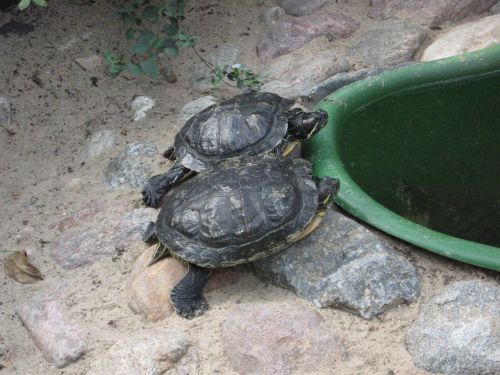 turtles reptiles zoo