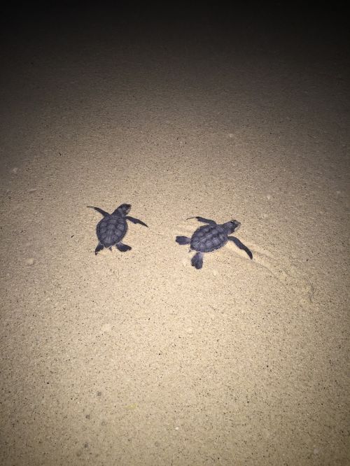 turtles sand beach
