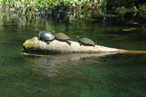 turtles silver spring