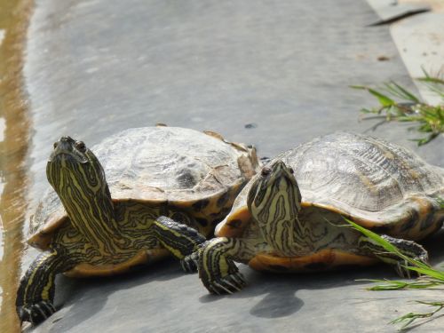 turtles sun on the water