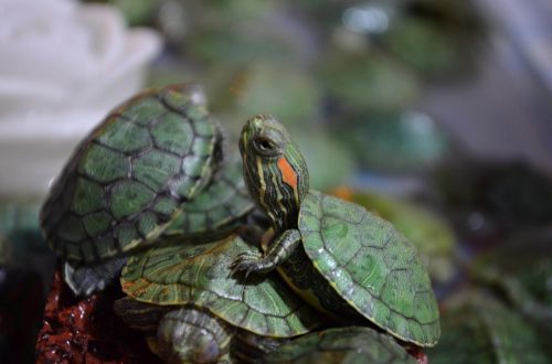 turtles turtle green