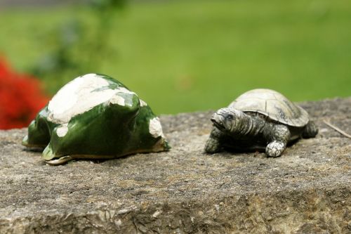 turtles duo pair