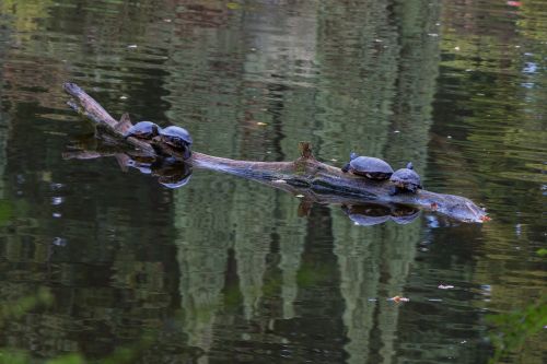 turtles water pond