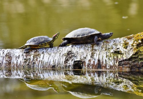 turtles reptile on the water
