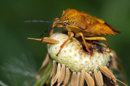 turtles  insect  nature