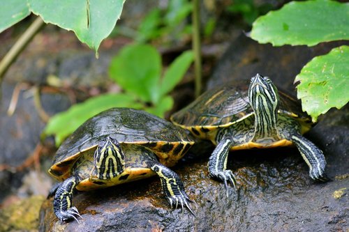 turtles  nature  animal world