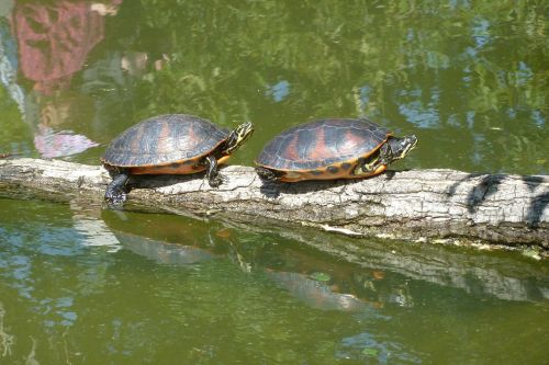 turtles sun pond