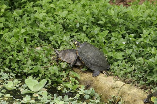 turtles  reptile  nature