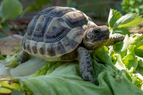 turtles  testudines  chelonians
