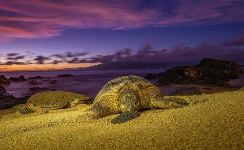 turtles  sunset  turtle