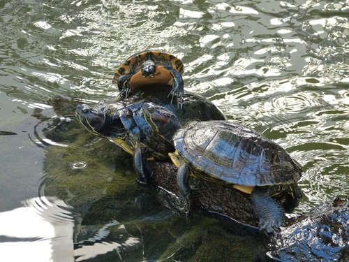 turtles  water  animal