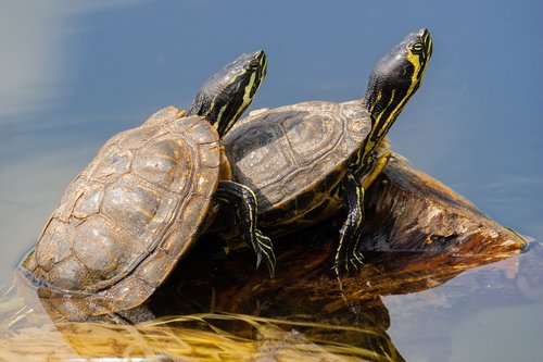turtles  reptile  armored