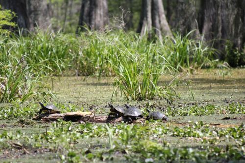 turtles swamp nature