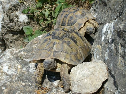 turtles rocks nature