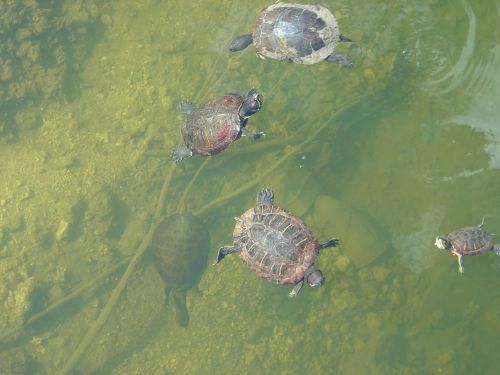 turtles water lake