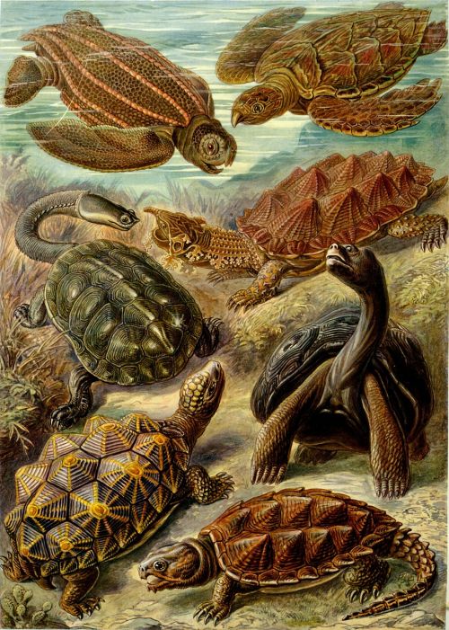 turtles leatherback sea turtle fringe turtle