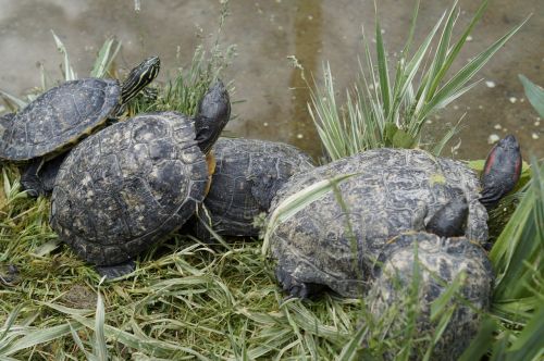 turtles water turtle bask