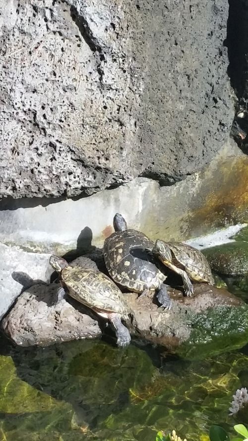 turtles relaxing hawaii