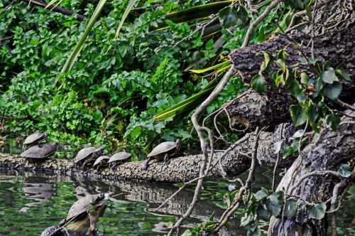 Turtles At The Lagoon