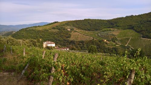tuscany wine winegrowing