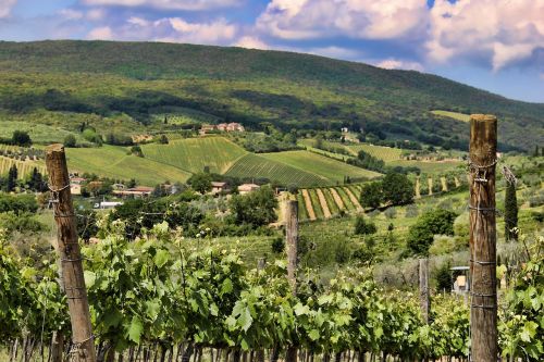 tuscany vineyard landscape